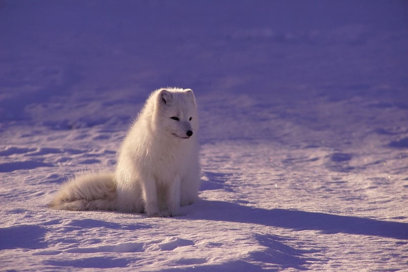 Arctic Wildlife